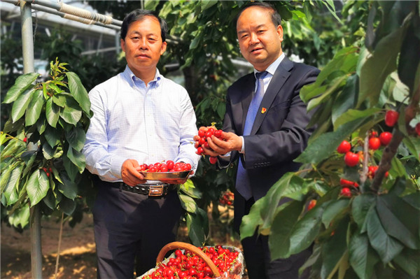 【有修改】渭南澄城：大紅櫻桃讓生活越來越甜