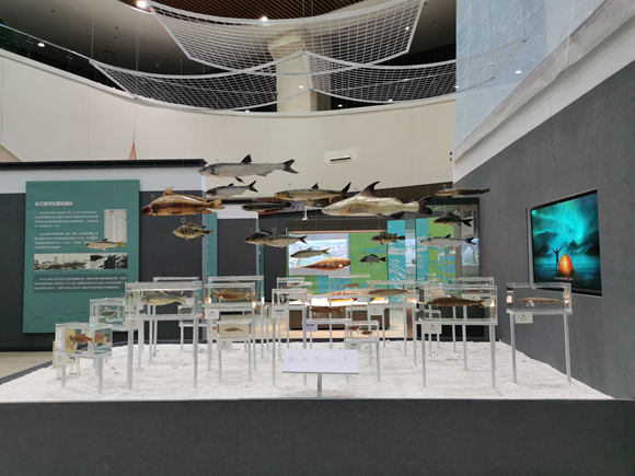 【城市远洋】《水中精灵-长江鱼类专题展》在芜湖市博物馆开幕