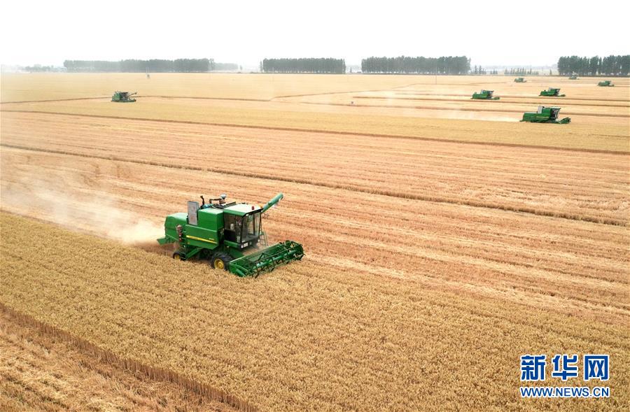週口市：金色田野裏“瞰”麥收