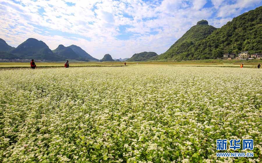 冬日浪漫！仫佬山乡荞麦花开