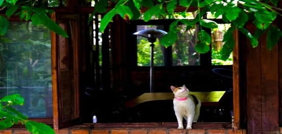 绵阳市平武县特色民宿产业点亮乡村“美丽经济”