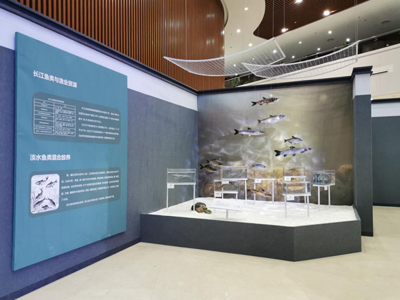 【城市远洋】《水中精灵-长江鱼类专题展》在芜湖市博物馆开幕