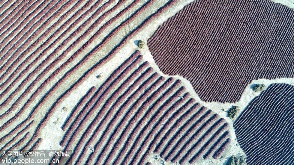 新疆兵團：戈壁灘上晾曬辣椒場景如大地“指紋”
