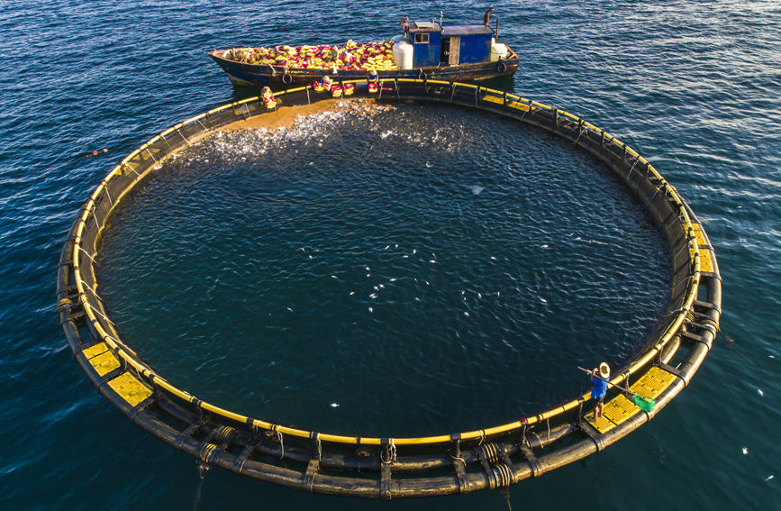 廣西北海：深水網箱養殖金鯧魚迎來好收成