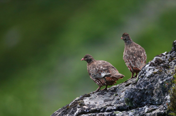 （首次附链接）除了大熊猫粑粑 四川德阳这项生物多样性调查还发现了啥？_fororder_雪鹑-摄影-郑雄