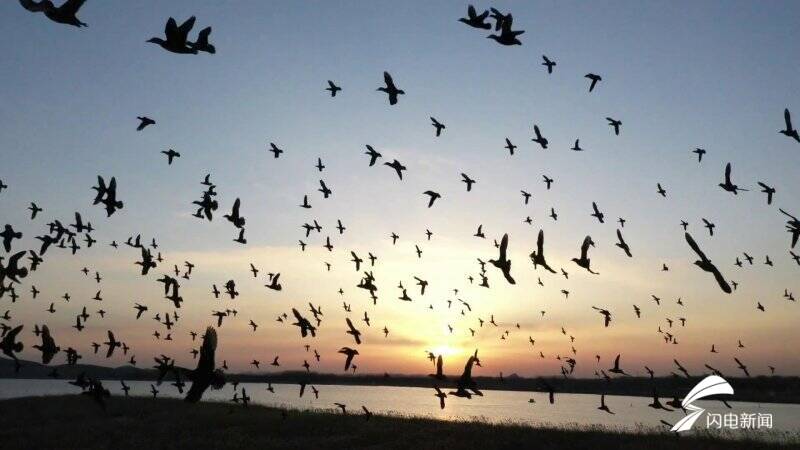 难得一见！5000余只世界濒危鸟类飞越东平湖形成巨大“鸟浪”