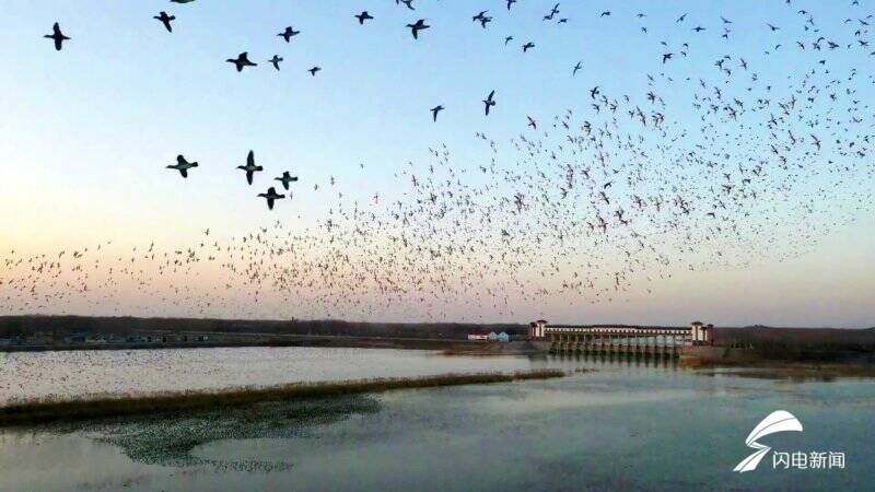 难得一见！5000余只世界濒危鸟类飞越东平湖形成巨大“鸟浪”