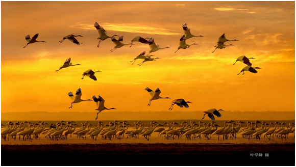 赛得利和保护国际基金会联手保护鄱阳湖生物多样性