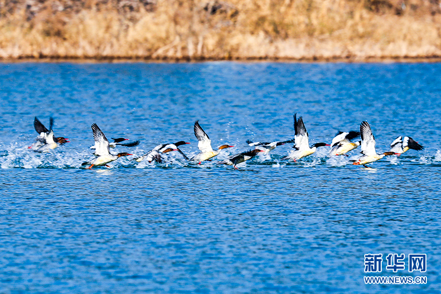 中华秋沙鸭连续11年打卡当阳青龙湖国家湿地公园