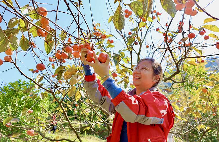 桂林阳朔普益乡：柿满枝头 喜迎丰收