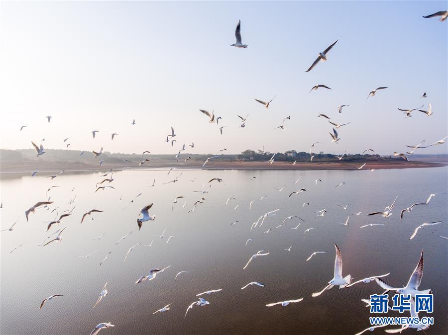 江西鄱阳湖：万鸟翔集