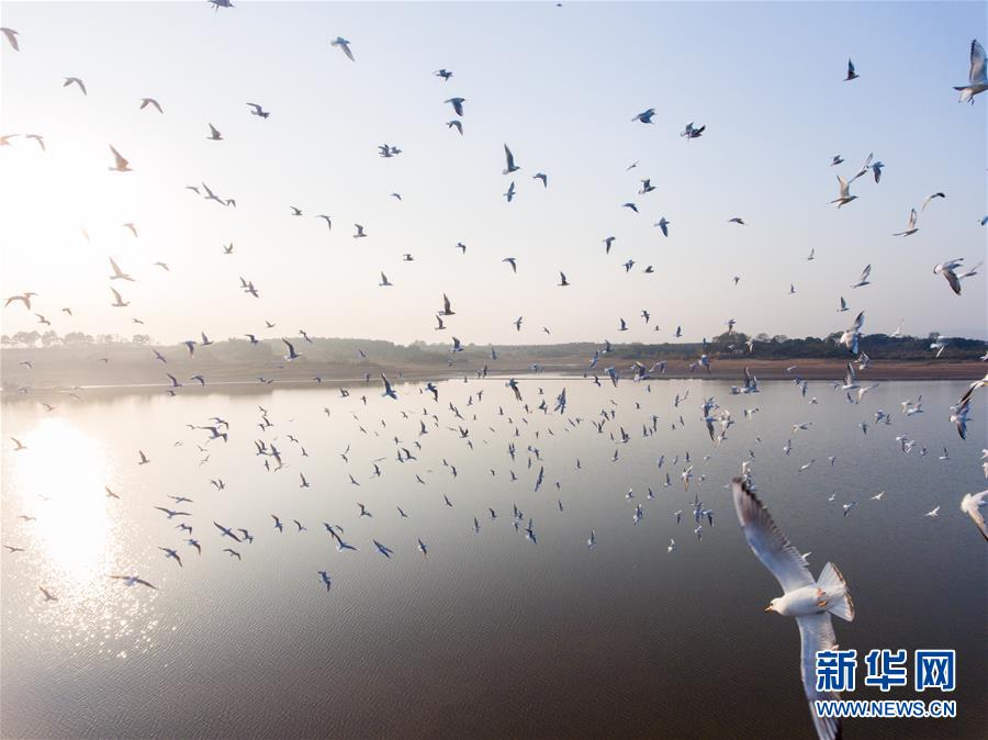江西鄱陽湖：萬鳥翔集