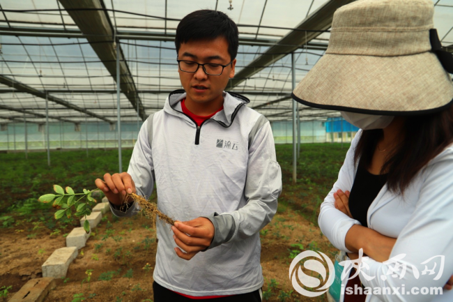 佛坪加快发展绿色中药材产业 带动农户增收脱贫