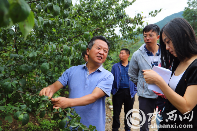 佛坪加快发展绿色中药材产业 带动农户增收脱贫