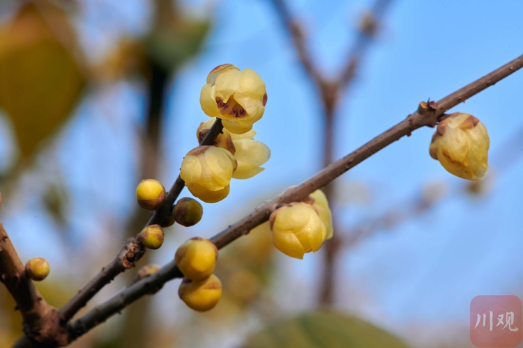 成都塔子山公园腊梅花香飘四溢
