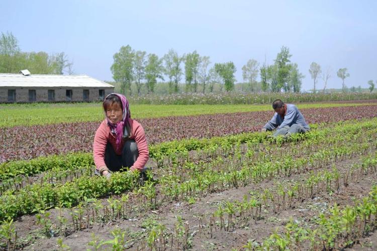 吉林省德惠市農村新增綠地4000公頃