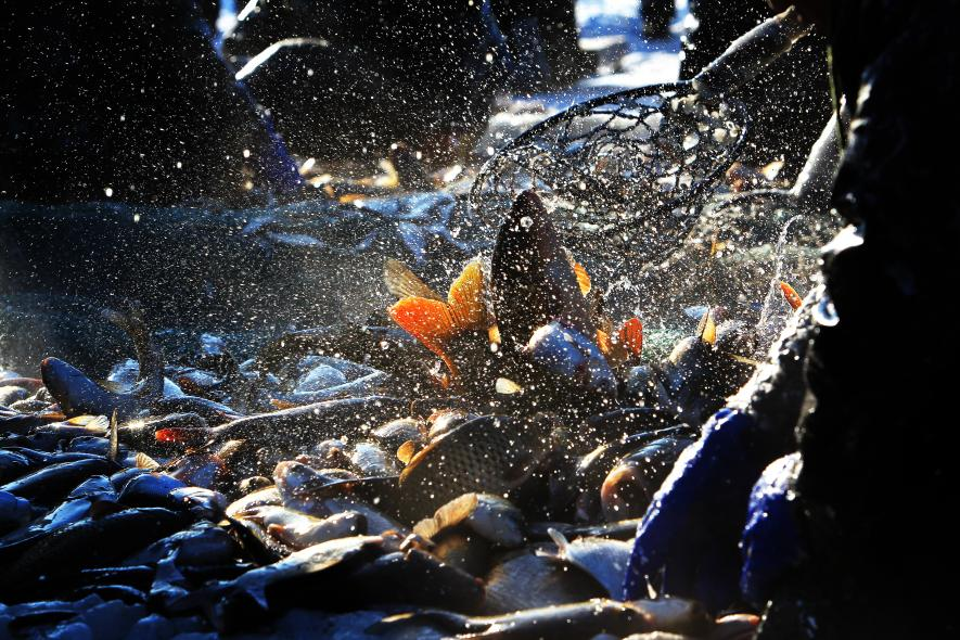 Winter Fishing on Chagan Lake in Songyuan City: Reappearance of the Spectacular Scene of "Pulling Heavily Laden Nets of Fish Out of Frozen Lake"_fororder_圖片 6