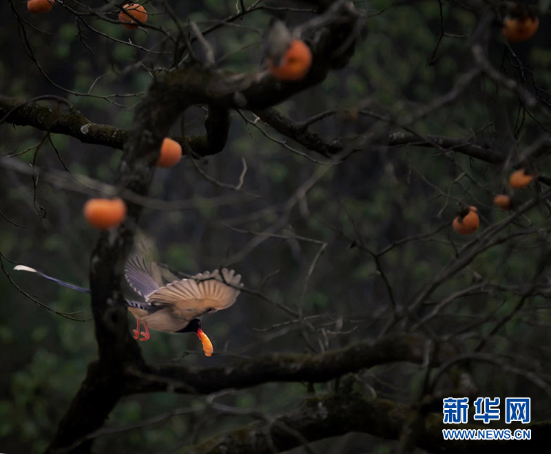 武陵山冬日鸟儿啄食图
