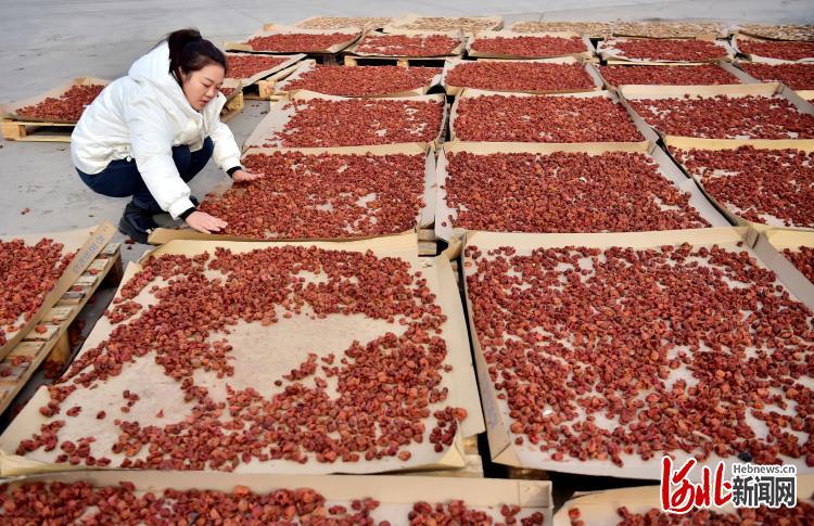 河北晉州：果品深加工助力林果産業提檔升級