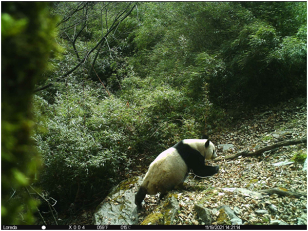 ¡Datos de imagen valiosas! Varios pandas salvajes en Sichuan aparecen 15 veces en 44 días_fororder_图片1