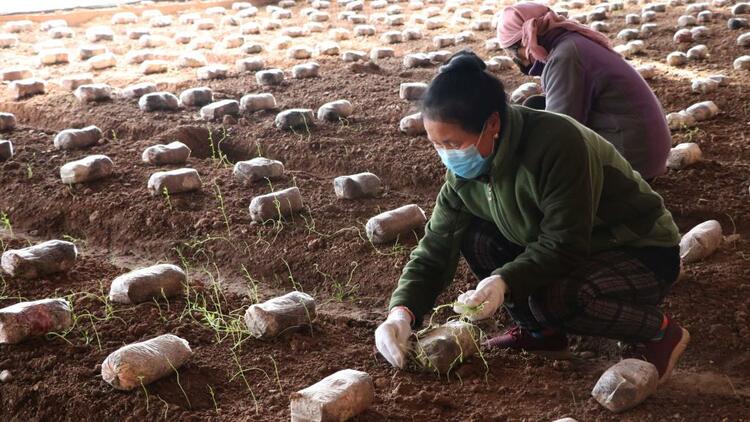 当地村民正在王和平的菌菇种植大棚里劳作.