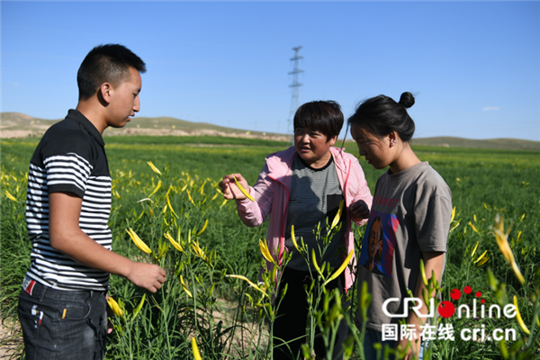 富硒黄花菜成宁夏吴忠红寺堡区扶贫大功臣