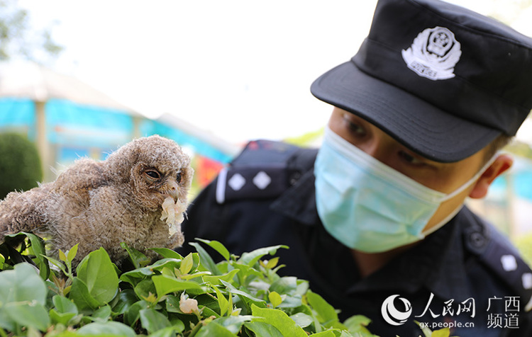 广西凭祥救助国家二级野生保护动物猫头鹰