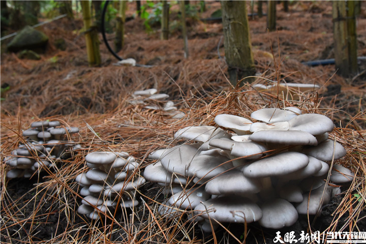 貴州六枝：林是“聚寶盆” 菌成“搖錢樹”
