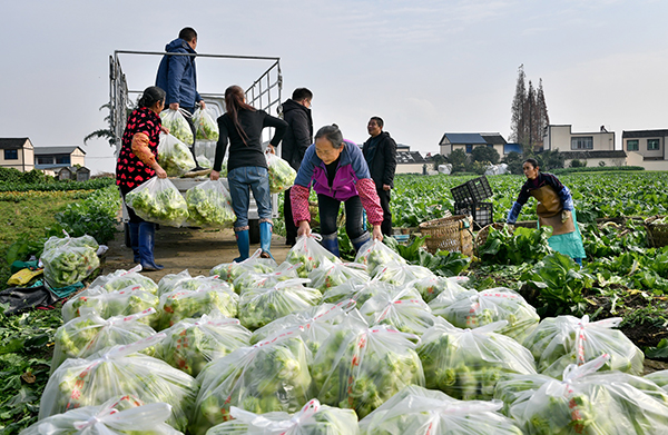 眉山市彭山区蔬菜丰收农民笑开颜_fororder_蔬菜丰收现场-摄影-盛晓波（1）