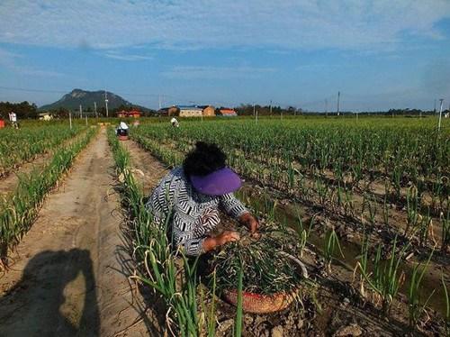 韩国农村劳动力不足 无沟通障碍中国劳动者最受欢迎