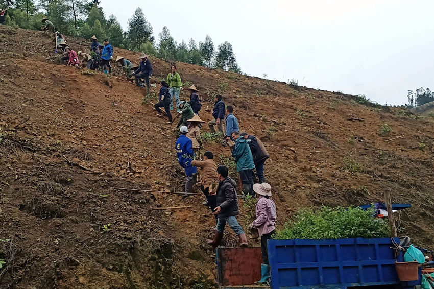 柳州市柳江区：千亩茶花开正艳 满山芬芳说丰收