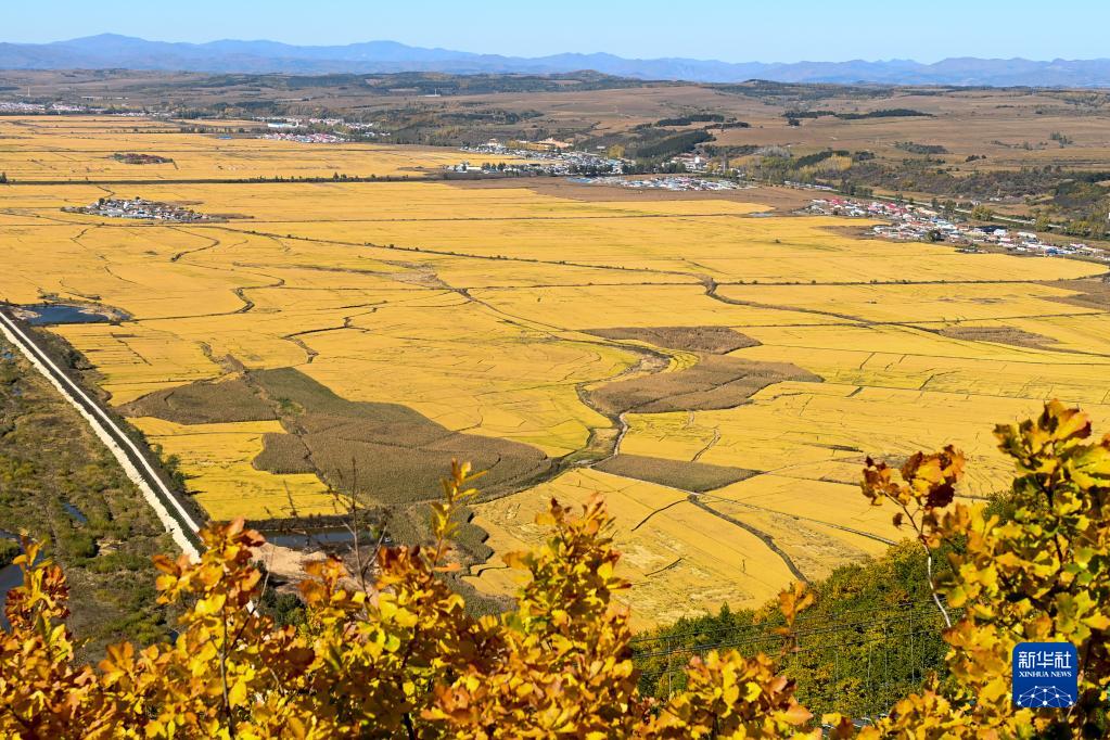 吉林省糧食産量突破800億斤