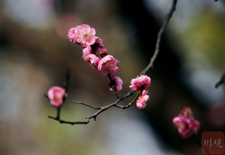 春天的信使成都萬福橋頭梅花盛放