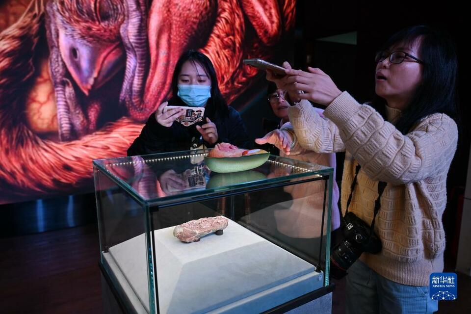 我国发现保存在恐龙蛋化石中的完美胚胎