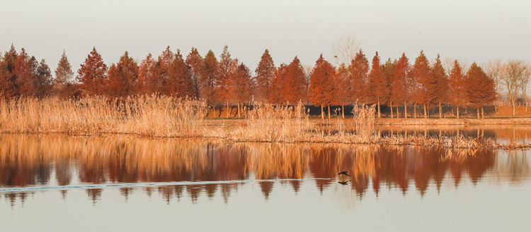 淮安白马湖国家湿地公园：冬韵景致美不胜收