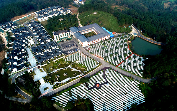 宜宾高县：冬日茶园穿“新装”_fororder_穿上“新装”的茶树-供图-高县县委宣传部