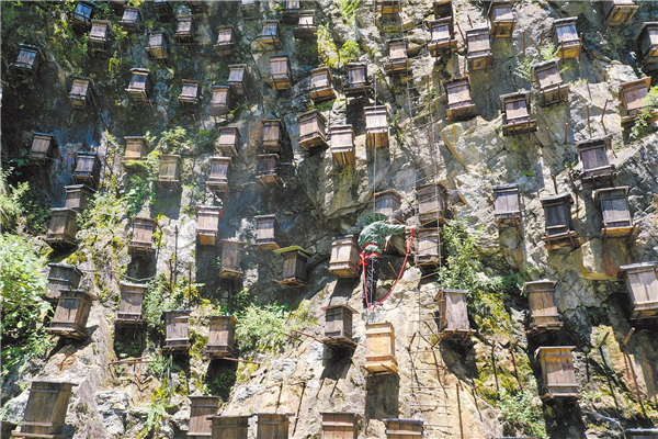 精心呵护中华小蜜蜂“纯净的家园”——  神农架中蜂种群数量增加10倍_fororder_01