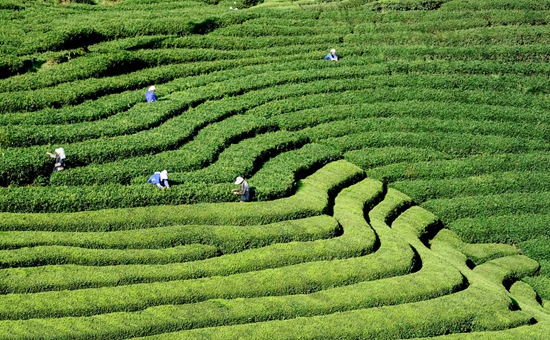 （原创）推动贵州早茶板块加快形成 宣传提升贵州绿茶对外形象_fororder_普安