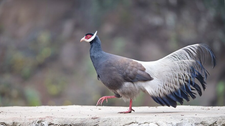 Rare Fowl Spotted in China's Shanxi_fororder_美丽太原 山鸡