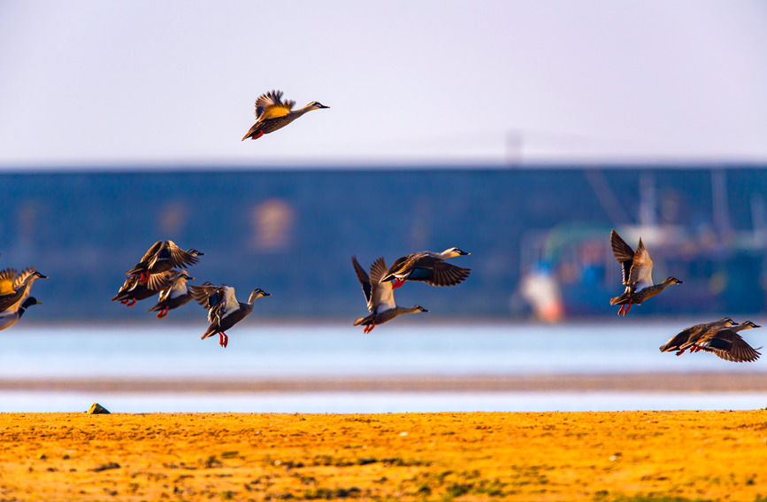 廣西合浦：生態環境改善 引來候鳥過冬