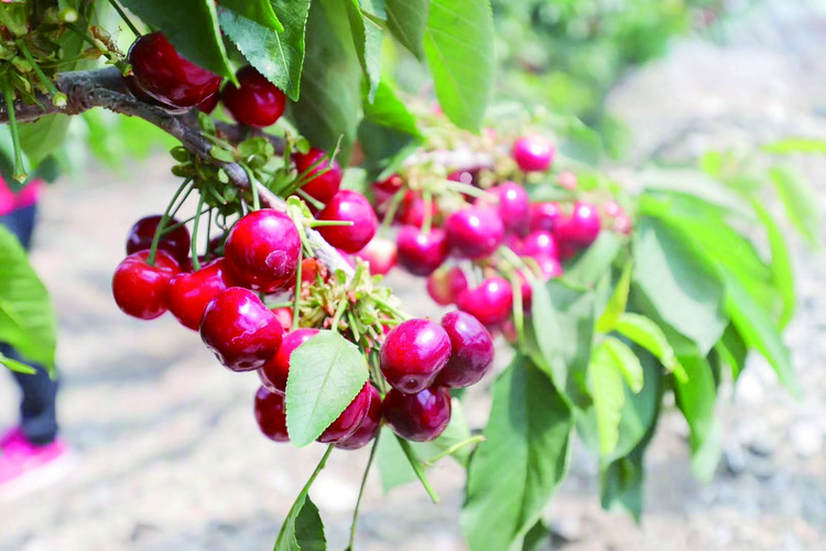 有機肥+技術控 養出甜美大櫻桃
