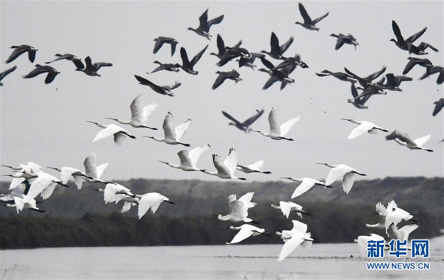 大批候鸟飞抵鄱阳湖越冬