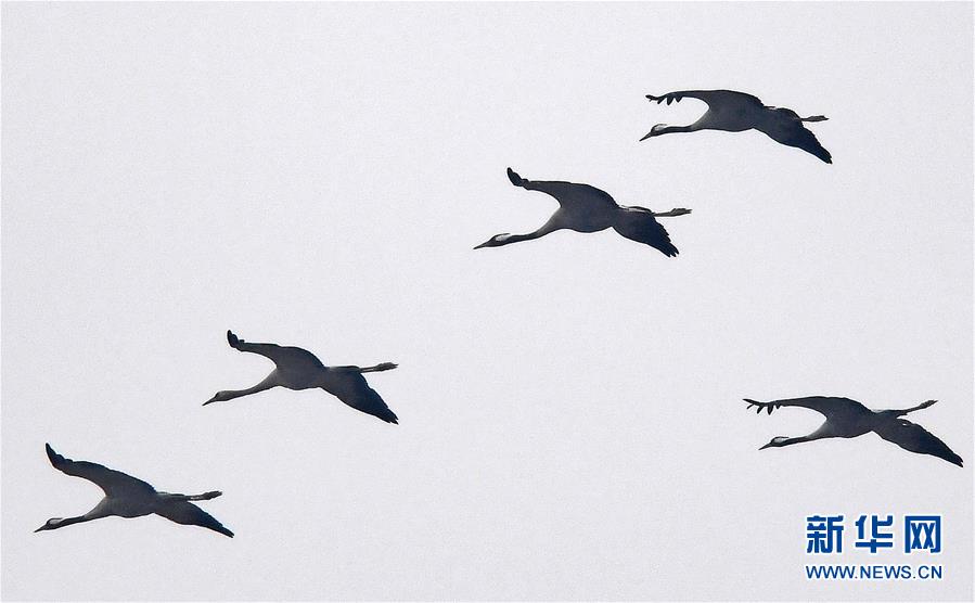 大批候鸟飞抵鄱阳湖越冬