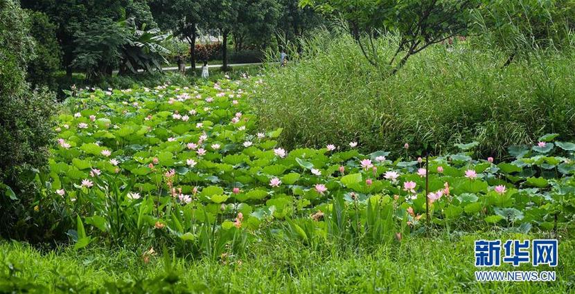 廣州海珠國家濕地公園將代表中國角逐“迪拜獎”