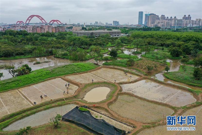 廣州海珠國家濕地公園將代表中國角逐“迪拜獎”