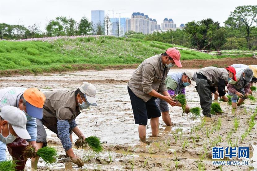 廣州海珠國家濕地公園將代表中國角逐“迪拜獎”