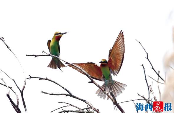 生態廈門：藍天碧海滿城綠 海豚戲水鳥入林