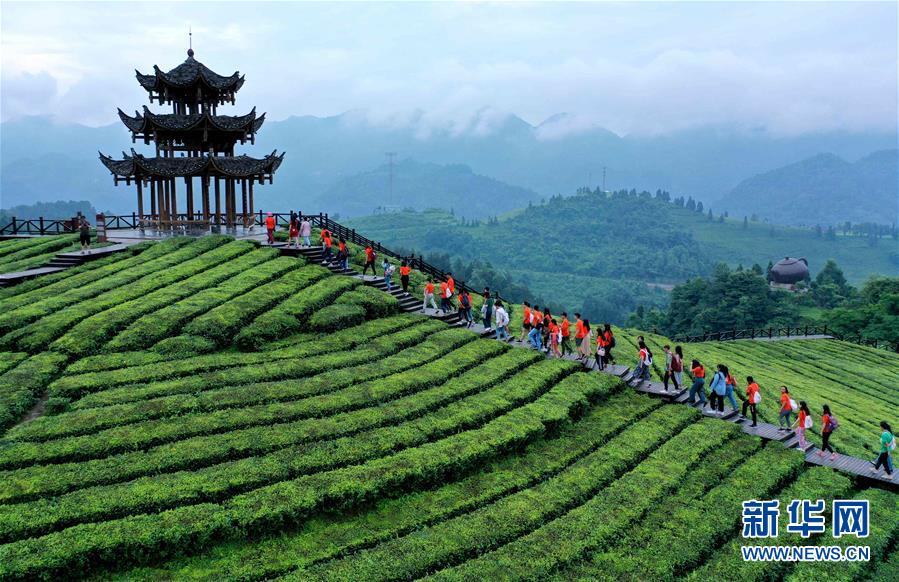 湖北恩施：山区茶园引游客