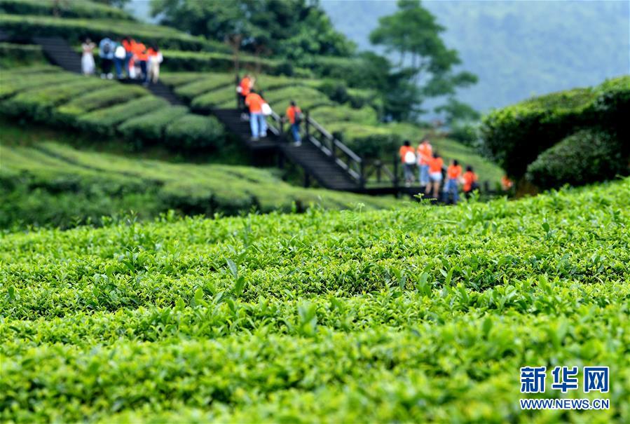 湖北恩施：山区茶园引游客