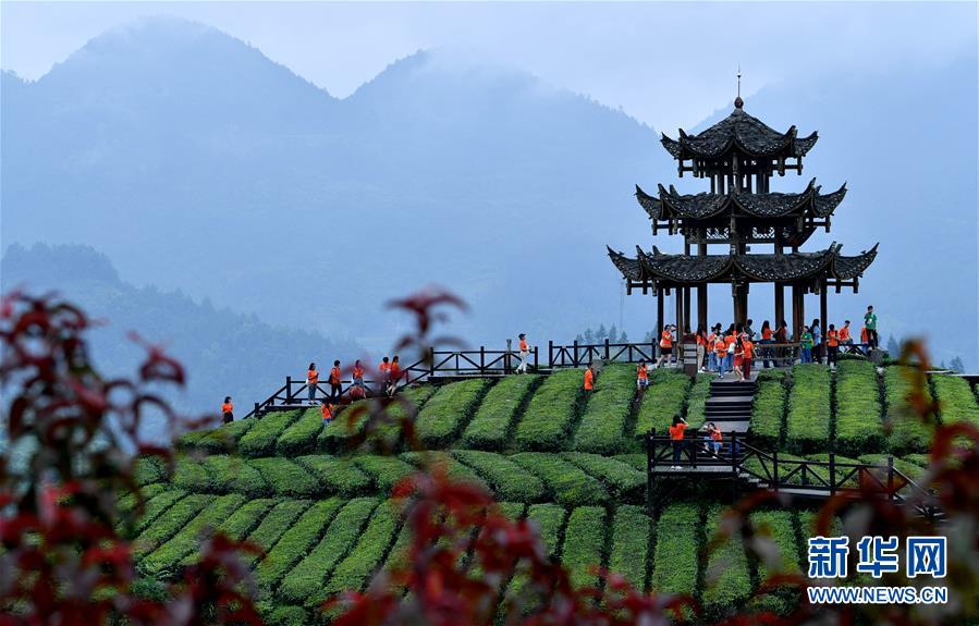 湖北恩施：山区茶园引游客